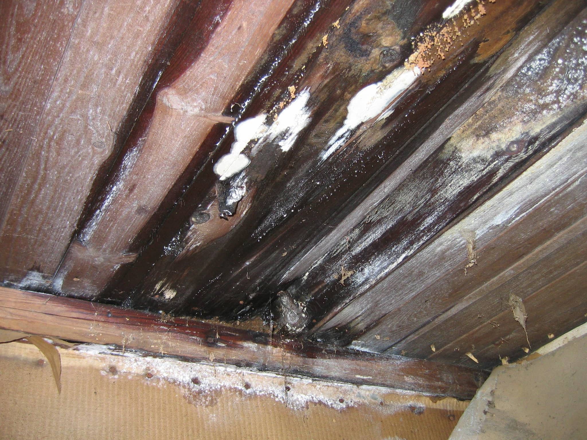 Water-stained roof boards with mold growth on the underside of an attic roof deck